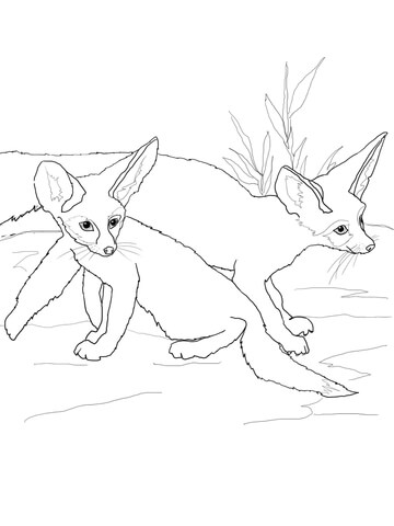 Fennec Fox Babies Coloring Page